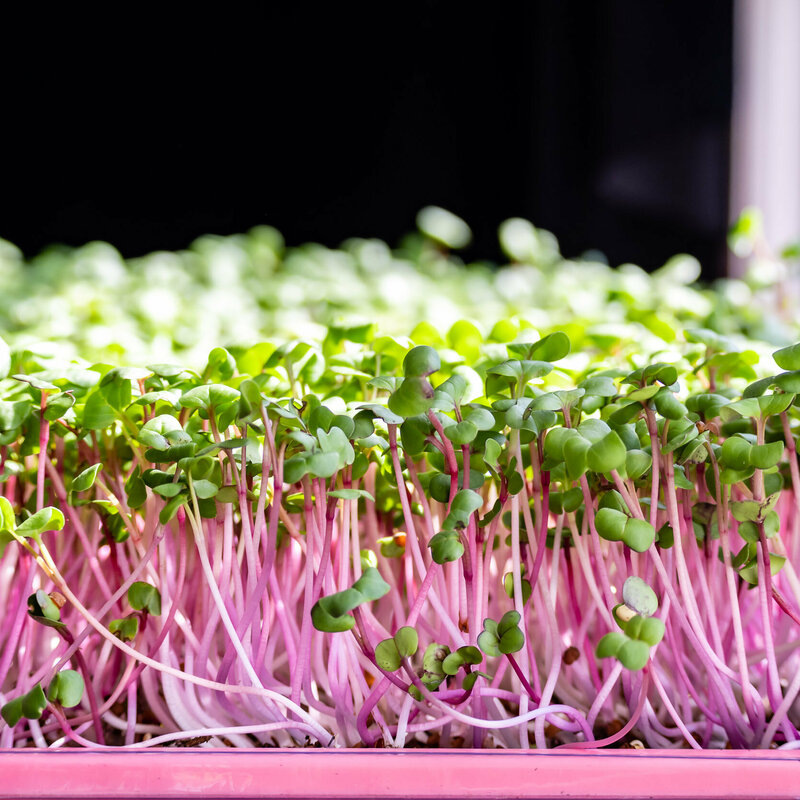 Radish Microgreens