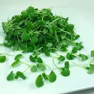 Corriander/Cilantro Microgreens