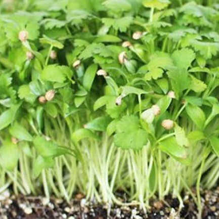 Basil Microgreens