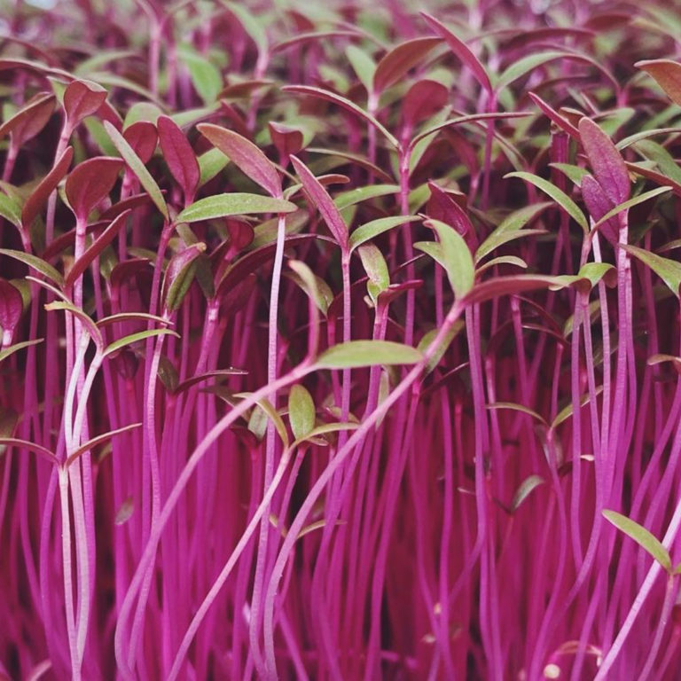 Amaranth Microgreens
